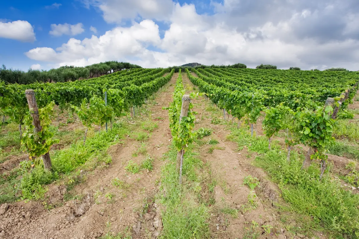 sizilien_weinberge_olivenbaueme sizilien_weinberge_olivenbaueme