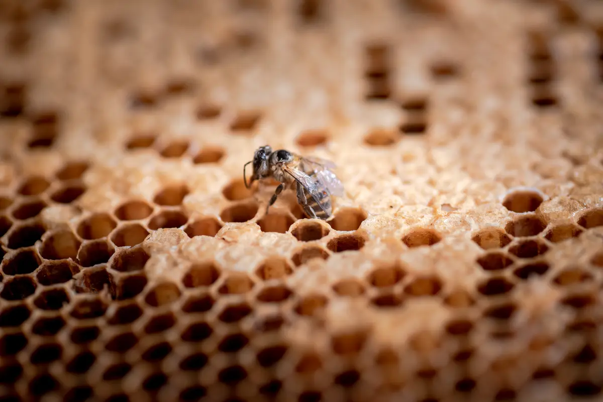 honig_Bienen_bei_der_Arbeit honig_Bienen_bei_der_Arbeit