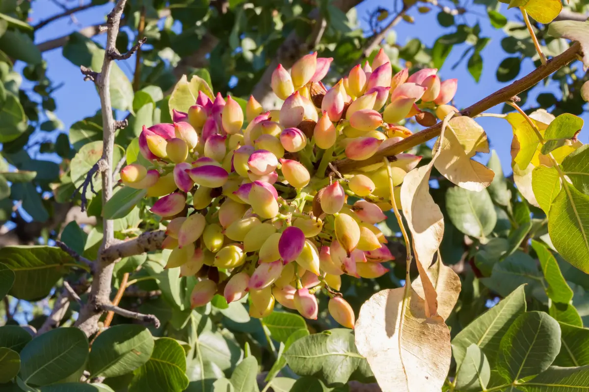 pistazie_am_baum_fruechte