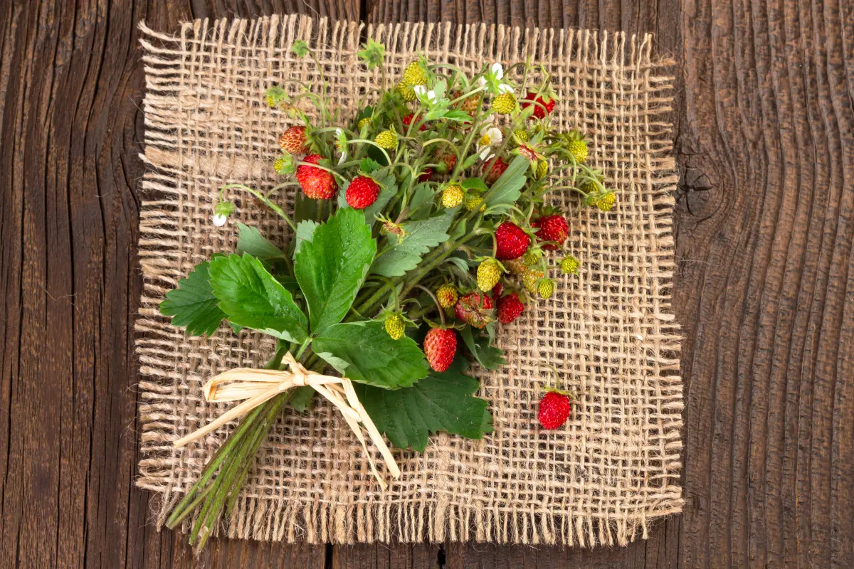 fragolino_wilde_erdbeeren_jute fragolino_wilde_erdbeeren_jute