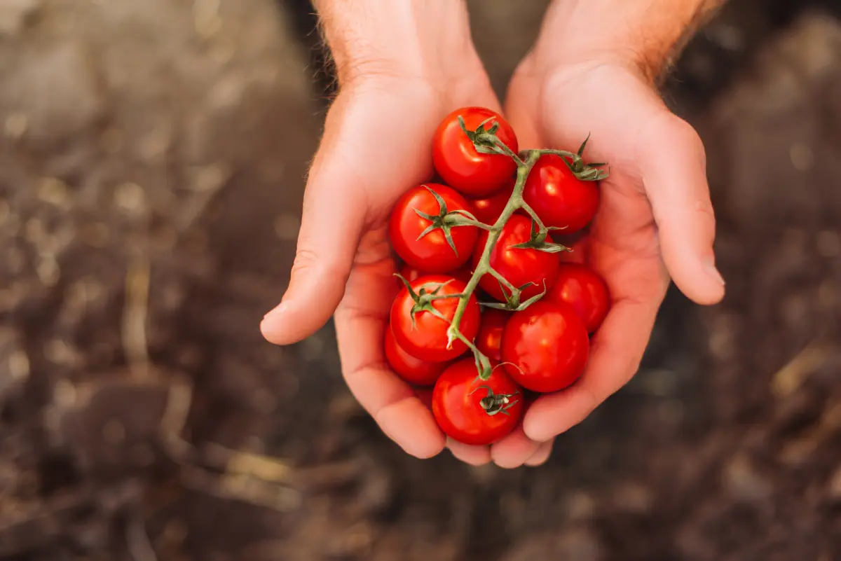 tomaten_kirschtomaten_haende tomaten_kirschtomaten_haende