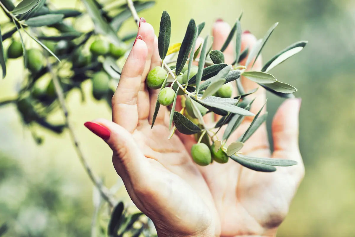 oliven_ernte_zweig_frauenhand oliven_ernte_zweig_frauenhand