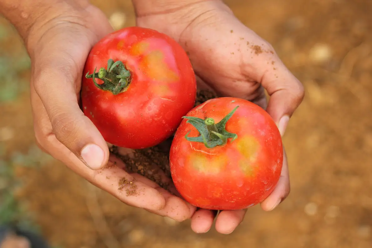 Frische Tomaten Frische Tomaten