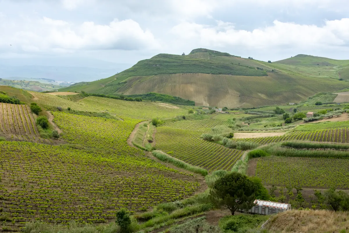 sizilien_weinberg_italien sizilien_weinberg_italien
