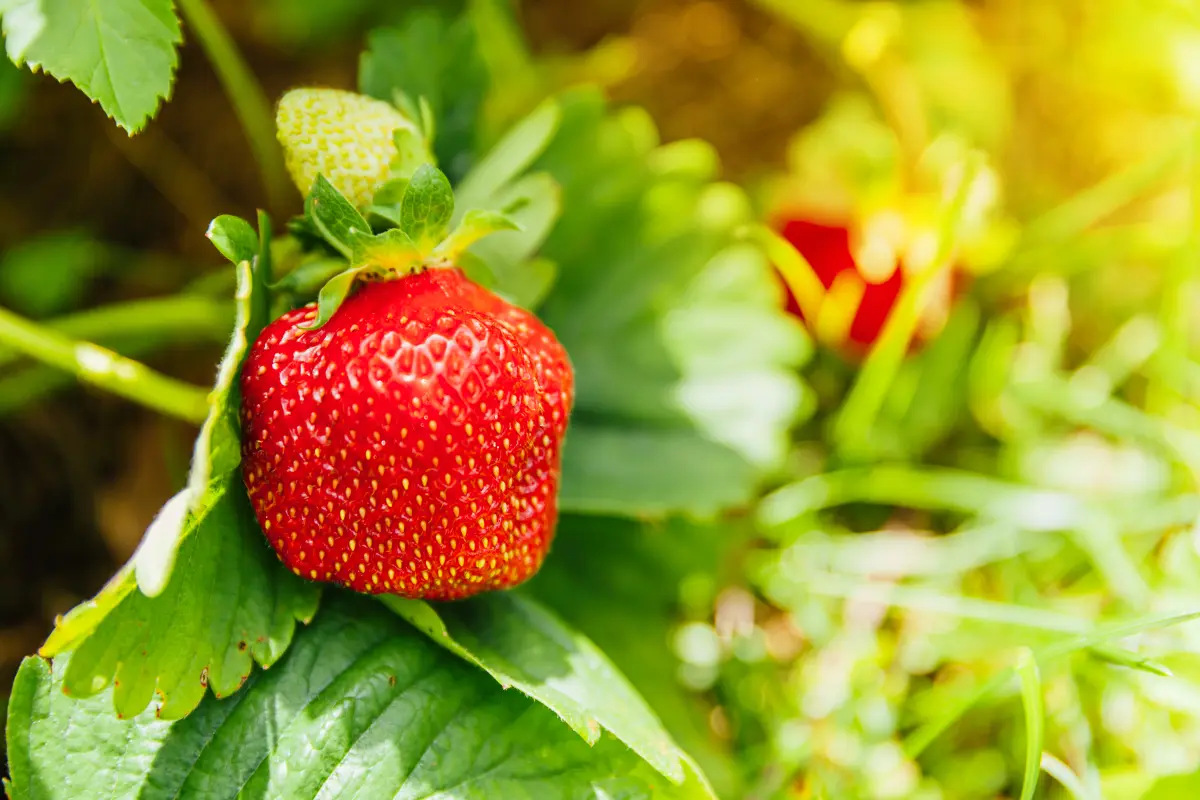 fragolino_erdbeerstrauch_reife_fruechte fragolino_erdbeerstrauch_reife_fruechte