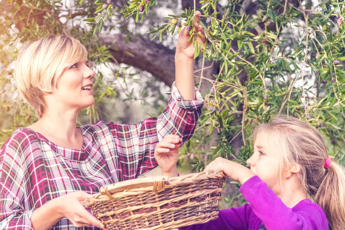 olivenernte_mutter_tochter_korb_beim_pfluecken_ernten olivenernte_mutter_tochter_korb_beim_pfluecken_ernten