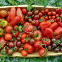 Tomaten Produkte