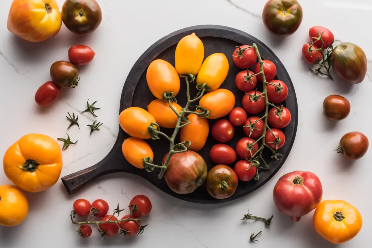 tomaten_vielfalt_verschieden_reifegrade tomaten_vielfalt_verschieden_reifegrade